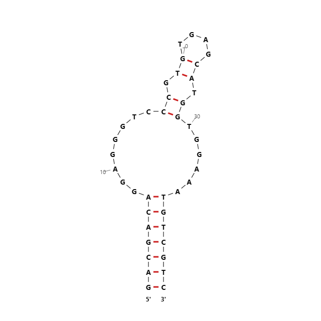 Folded secondary-structure rendering of an example DNA aptamer