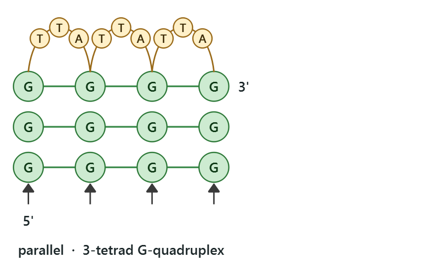 Side view of a 3-tetrad G-quadruplex with propeller loops