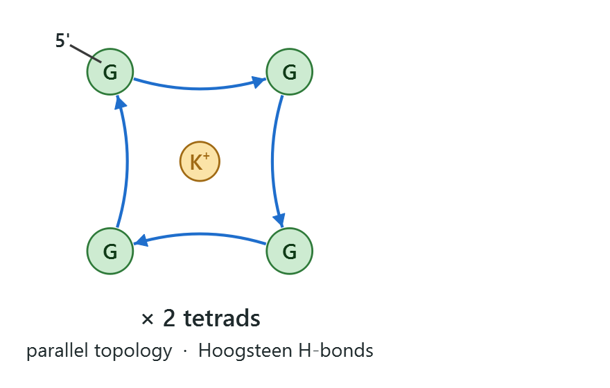 Axial top-down view of a G-tetrad with central K+